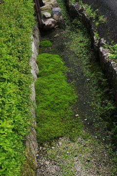 苔むして