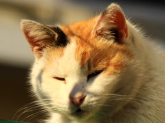 まどろみ