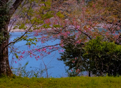 湖畔の桜