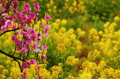 菜の花畑に咲く桃の花