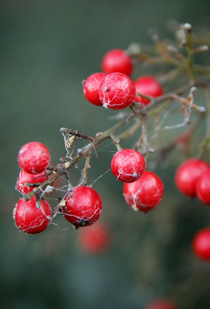 南天の実にくもの巣