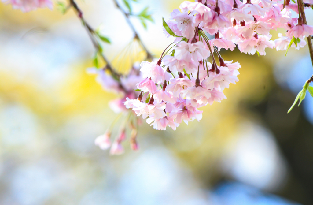 桜ほのか