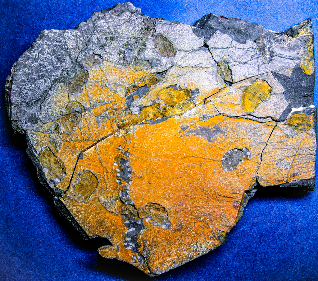 貝化石密集塊