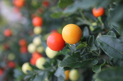 花とうがらしの実