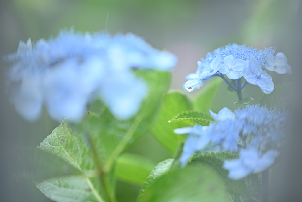 梅雨