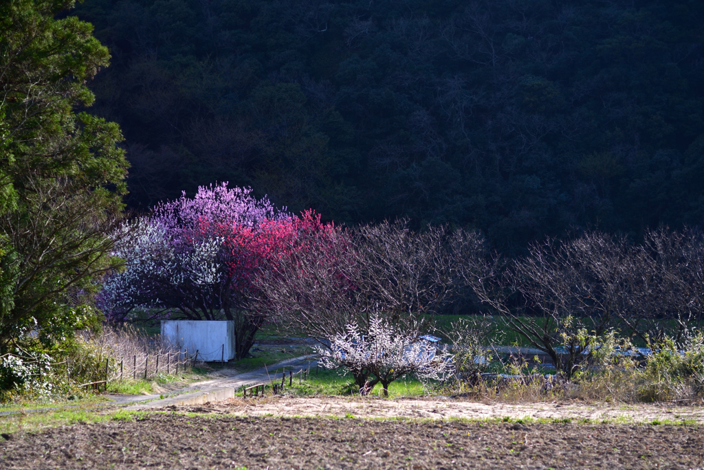 名もなき桜