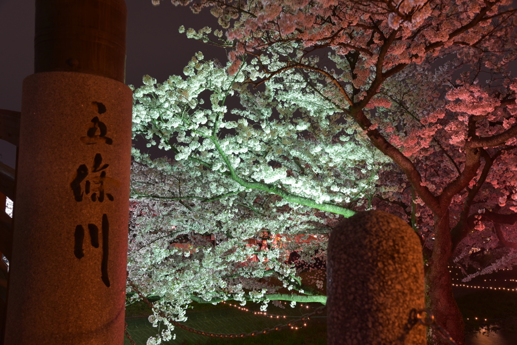 夜桜１