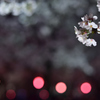 夜桜3