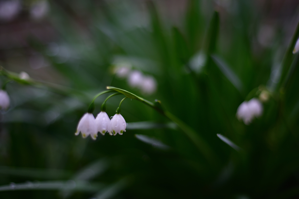 あめにもまけず ~スノーフレーク~1
