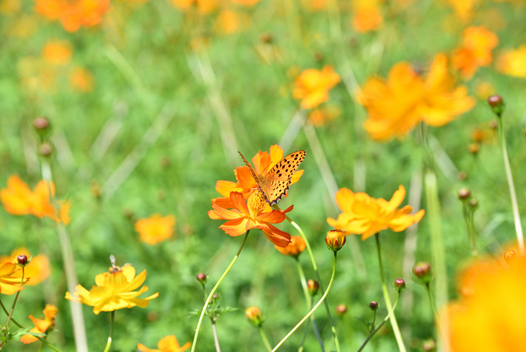 ミドリヒョウモン