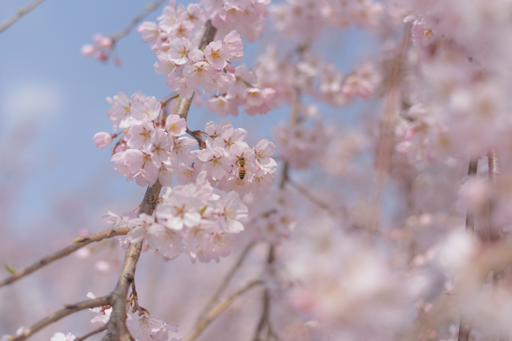 ２０１５開花１