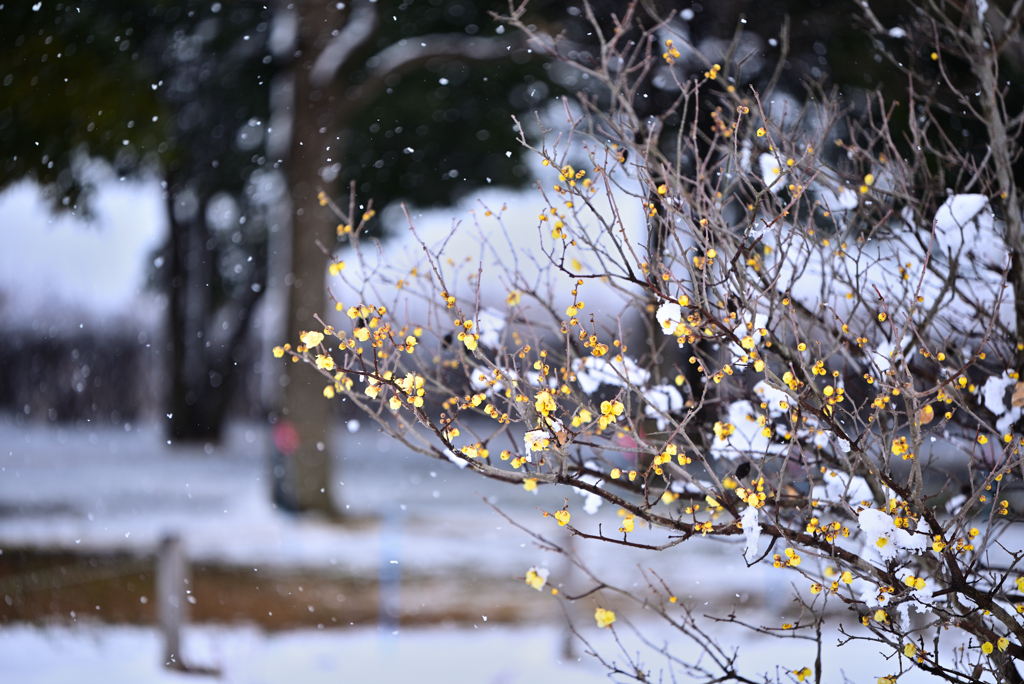 雪中四花