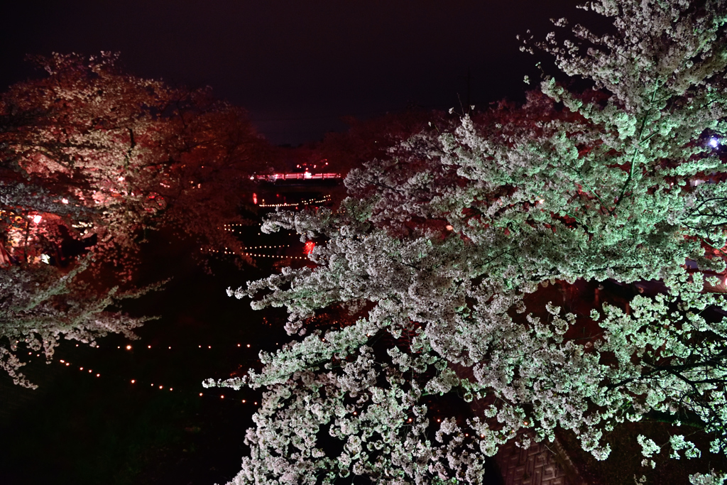 夜桜３