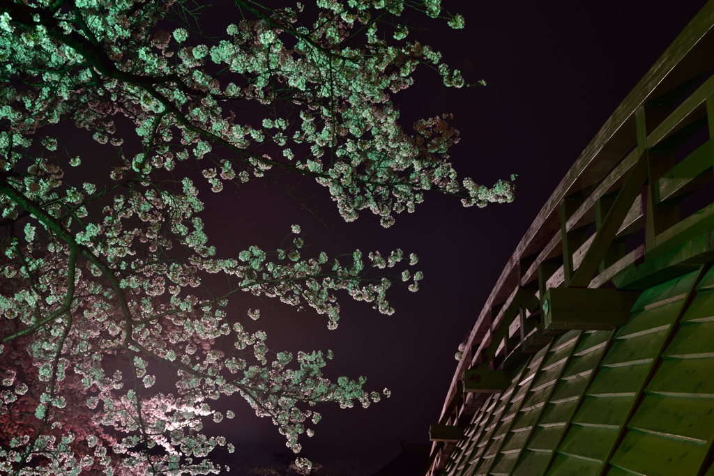 夜桜２