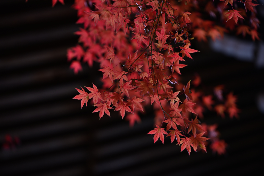 寂光院 紅葉