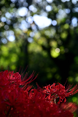 光は囁き、花は聴く