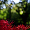 光は囁き、花は聴く