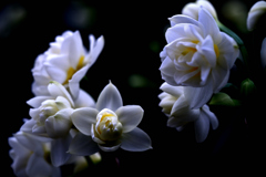 Whisper of Spring