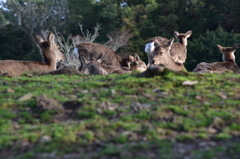 奈良公園散策１