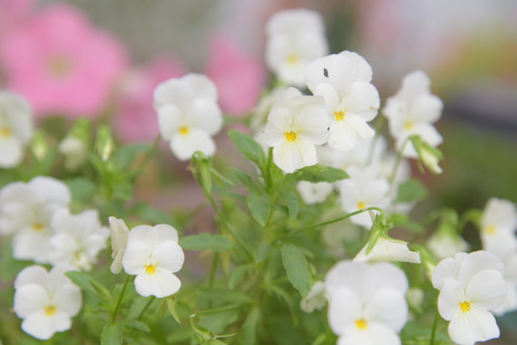 いってらっしゃい