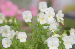 いってらっしゃい