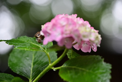 雨は好きですか？