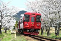 ながら ～さくら～ 1