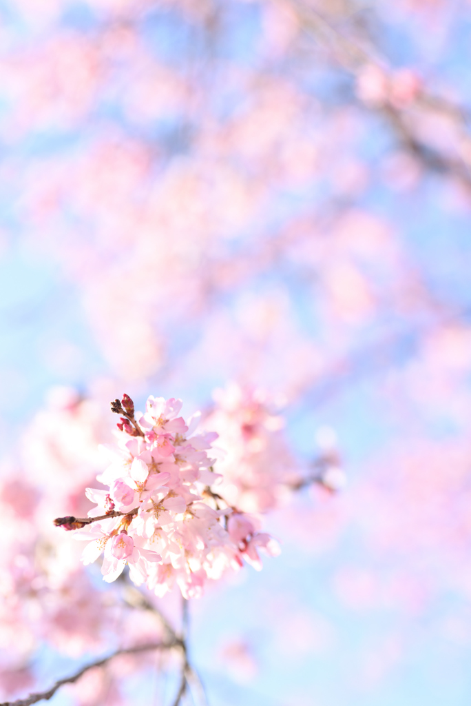 桜色