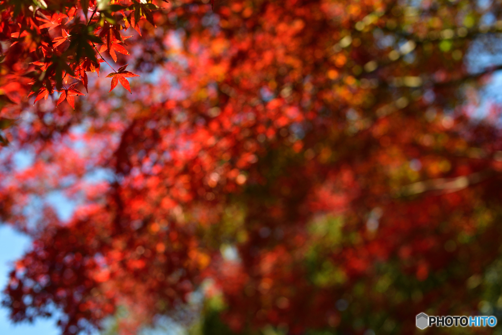 紅に染まる