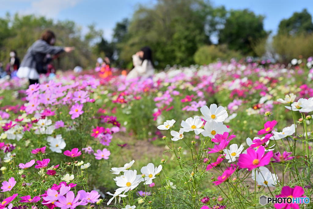 秋桜に囲まれて ハイ！