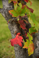 おしゃれは足元から