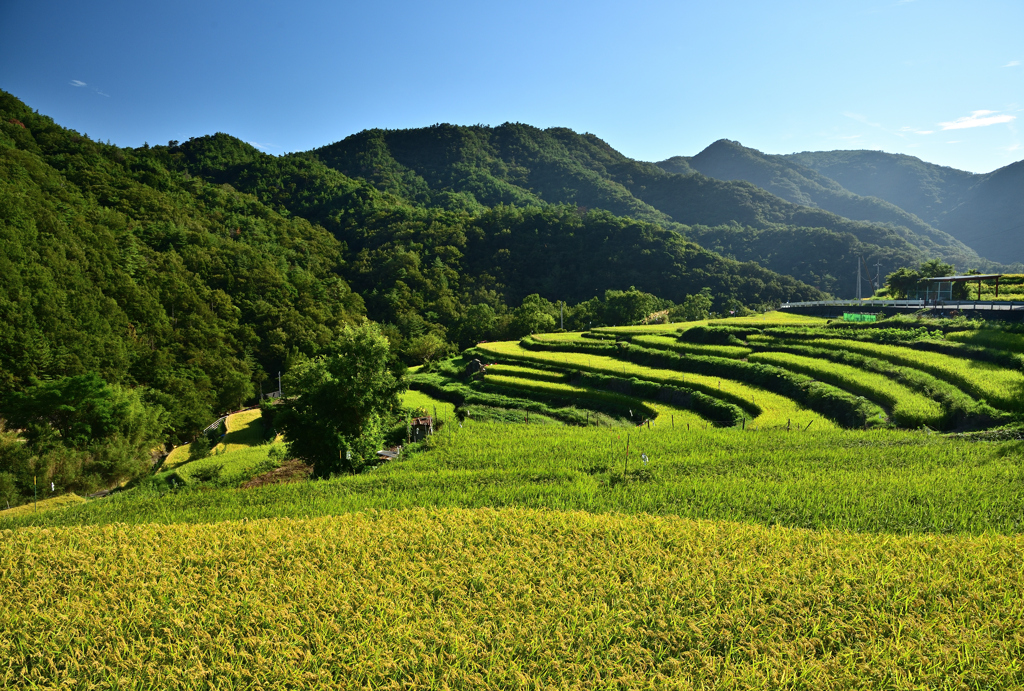 中山千枚田