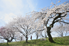 桜堤