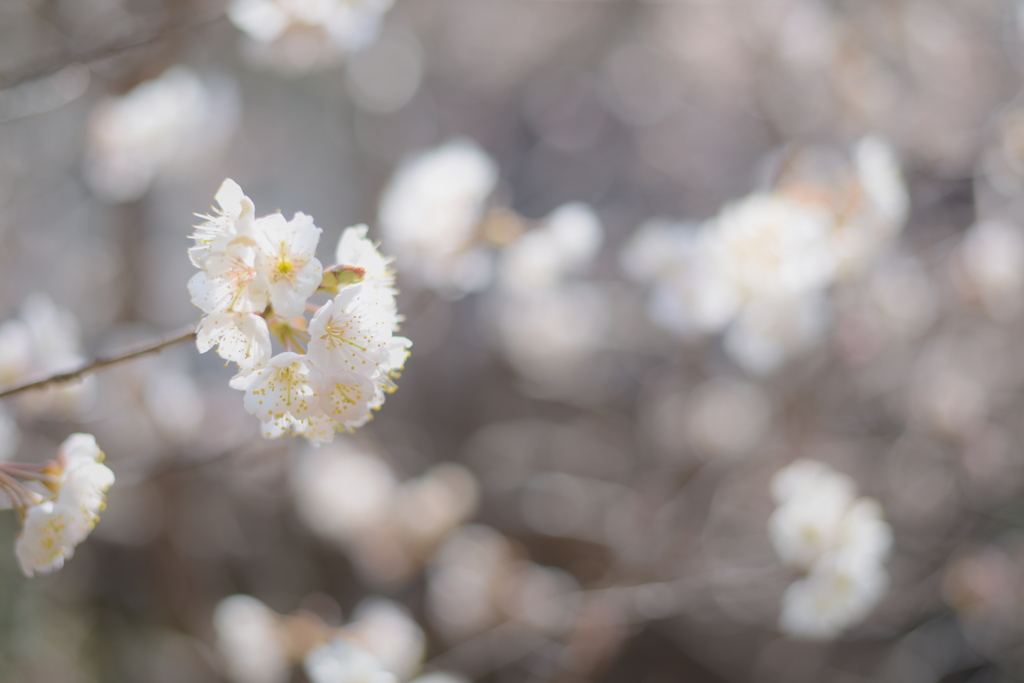 サクランボの花