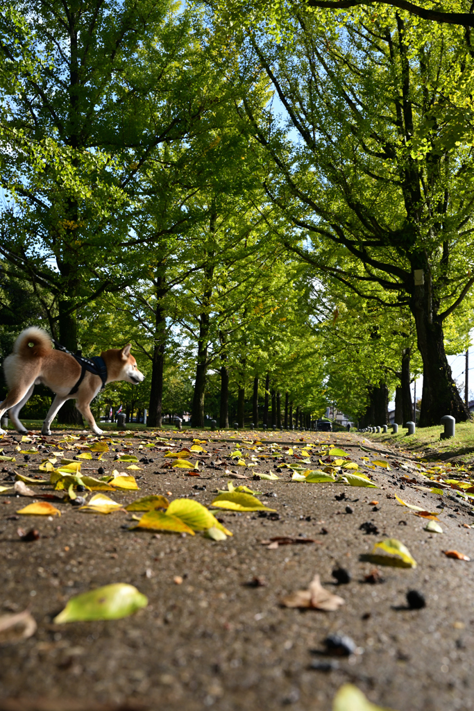並木の記憶に、四つ足の揺らぎ