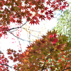 紅葉前線 南下中