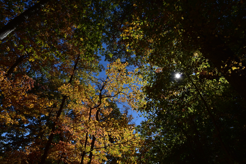 Yellow leaves