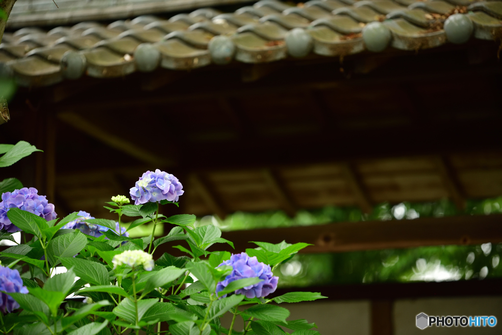 紫陽花寺