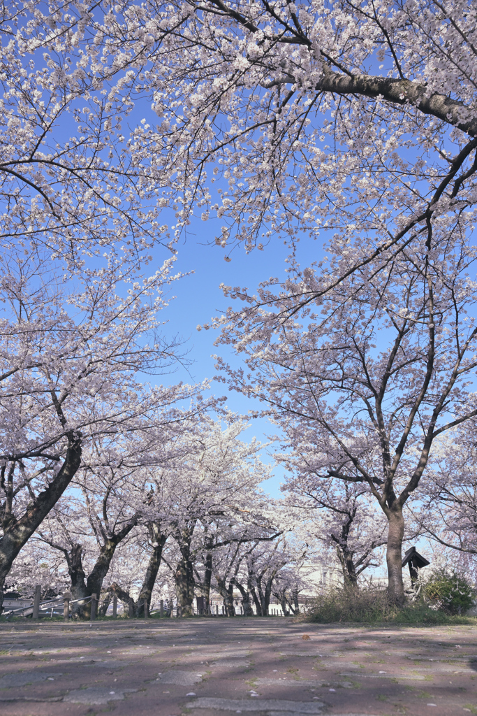 春の散歩道