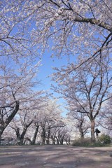 春の散歩道