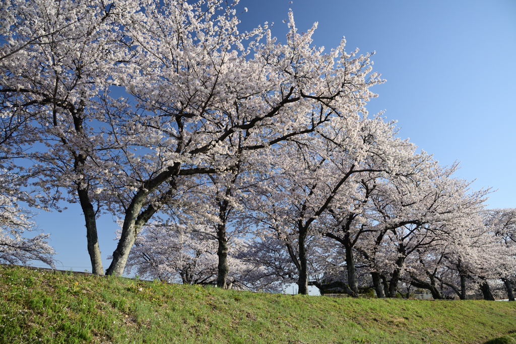 桜堤