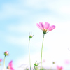 ひとひら、秋のまなざし