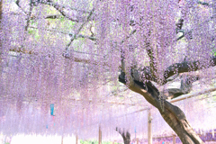 ふじいろ