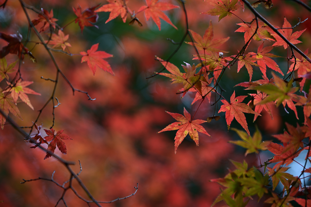 寂光院 紅葉