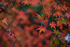 寂光院 紅葉