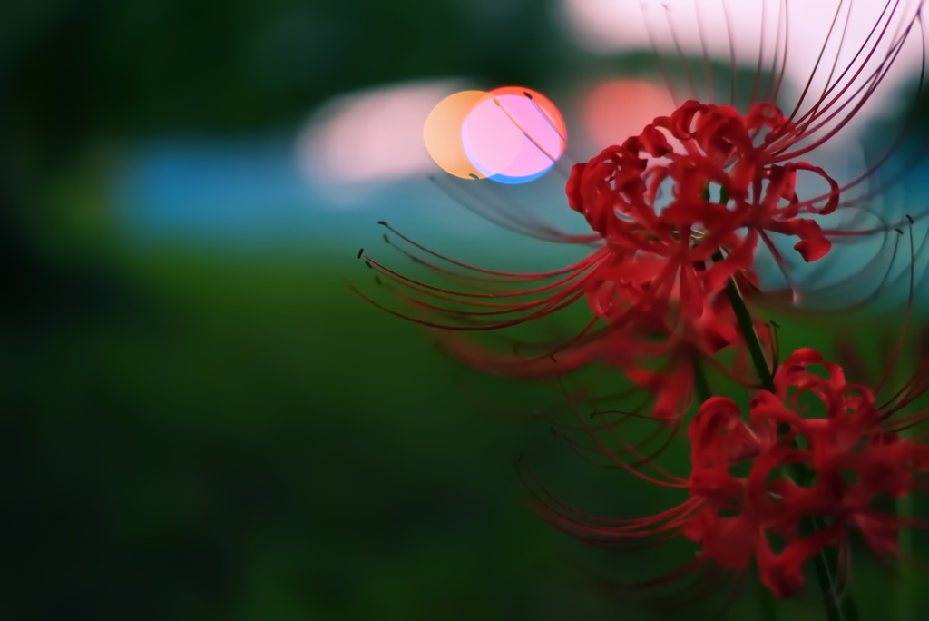彼岸花