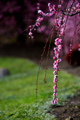 梅花の旋律