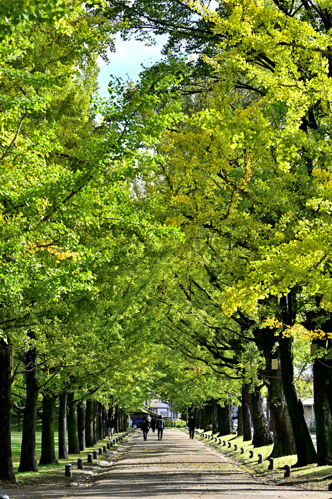 休日の朝、イチョウ並木を歩く