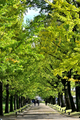 休日の朝、イチョウ並木を歩く