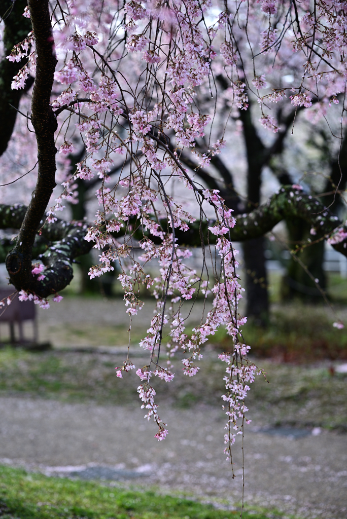 しだれ桜